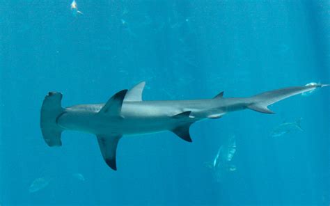 Recent research on the stomach and digestive physiology of these sharks have shown that they consume lots of seagrass (up to 62.1% of gut content mass) and have specialised enzymes for digesting plant material (cellulose). Hammerhead Shark - Shark Facts and Information