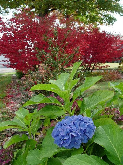 Many hydrangeas have interesting foliage and bark, but most are grown for their large, showy blossoms. Pruning hydrangeas - pennlive.com