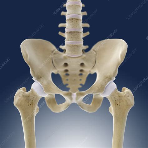 Hip Anatomy Artwork Stock Image C Science Photo Library