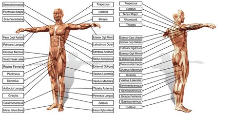 Knowing the names of muscle groups, where they are located, how they make the body move, and what exercises use your own body to learn muscle locations, how they make the limbs and body parts move, and which exercises. An Overview of the Body's Major Muscles Groups