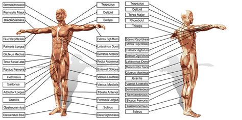 Maybe you would like to learn more about one of these? Back Muscle Groups Anatomy - Human Anatomy