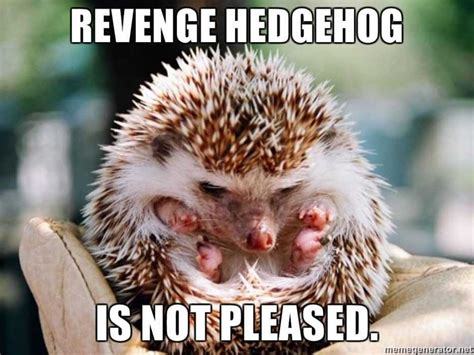 Hedgehogs Pics That Are So Adorable Theyll Melt Your Heart