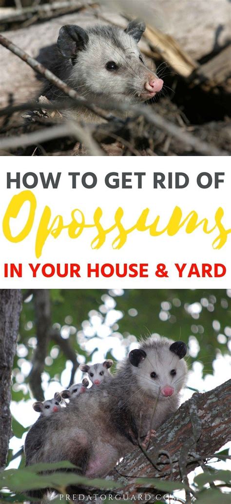 How To Get Rid Of Opossums In Your House And Yard Opossum Chickens