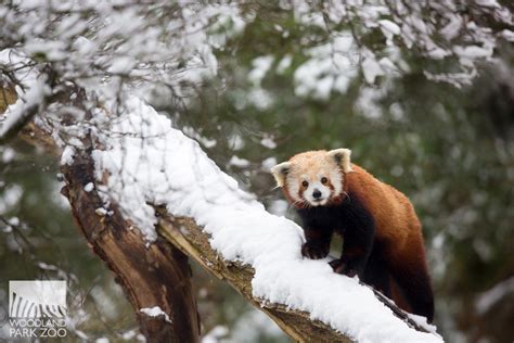 Animals Explore A Winter Wonderland First Snowfall Of The Season Delights