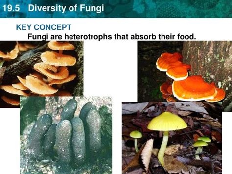 Ppt Key Concept Fungi Are Heterotrophs That Absorb Their Food