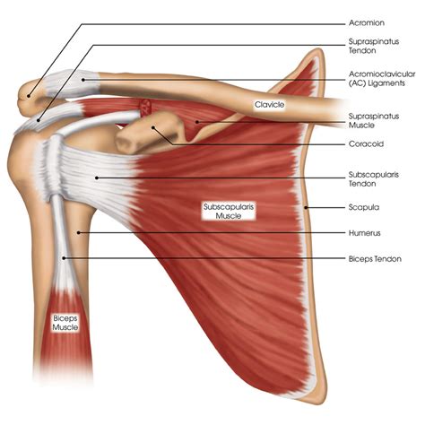 Shoulder Anatomy Supraspinatus Tendon Supraspinatus Muscle Anatomy