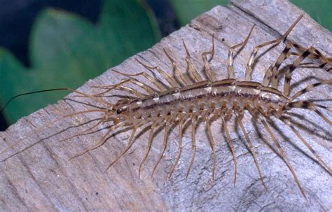 Why You Should Never Kill A House Centipede What Do House Centipedes