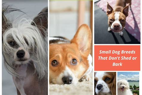 20 Small Dog Breeds That Dont Shed Or Bark And Easy To Pet