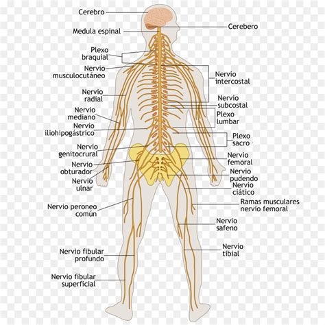 The autonomic nervous system controls involuntary functions in the body, like perspiration, blood image info the 1st image (on the left or top) has been released into the public domain by its author, ¤. Nervous System Diagram Labeled / Download File Te Nervous ...