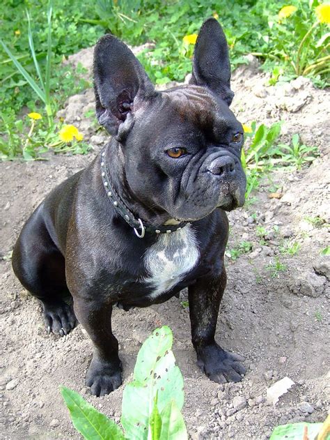 Hd Wallpaper Black French Bulldog Doggy Adorable Cute Animal
