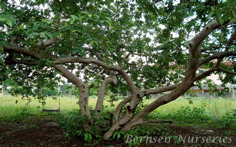 I had it growing near a shed with concrete. GUAVAS TREE NAPLES