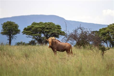 Beautiful Wild Animal Best Blog South Africa Wild Animals Hunting