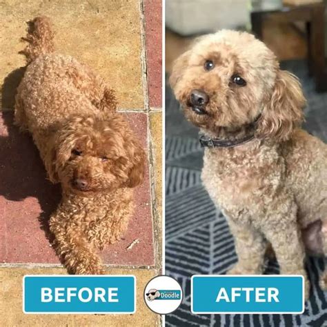 Short Cockapoo Haircut Styles Before And After Photos