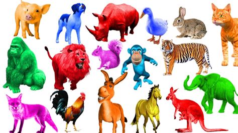 Learn Colors Kids Children Toddlers Learn Colors With Wild Animals