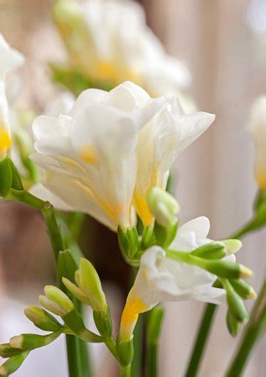 I abs… how to white ricepeppersoup : Freesia - How to Grow Fragrant Freesia Flowers | Garden Design