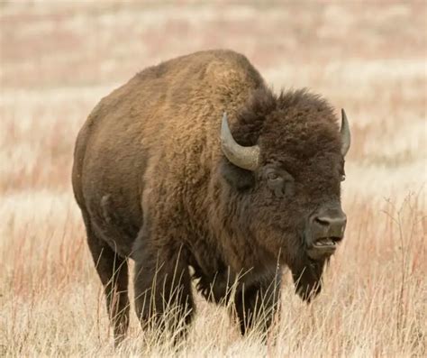 Fun Buffalo Facts For Kids And Worksheets