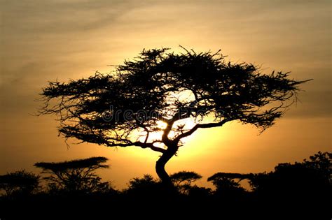 Acacia Tree Sunset Serengeti Africa Stock Photo Image