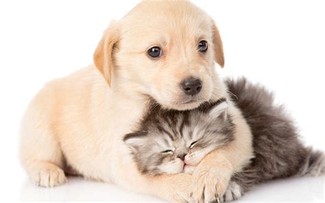 Maybe you would like to learn more about one of these? Cute Cats and Dogs Wallpapers - Top Free Cute Cats and Dogs Backgrounds - WallpaperAccess