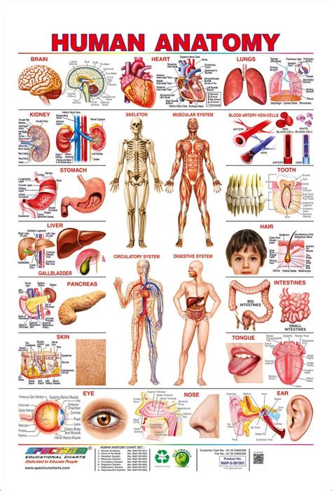 Anatomy Classroom Decorations Anatomy Dataset Images And Photos Finder
