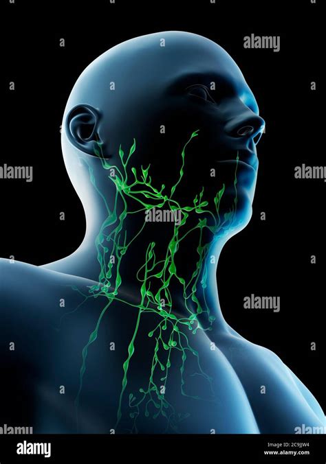 Lymphatic System Of Neck And Head High Resolution Stock Photography And