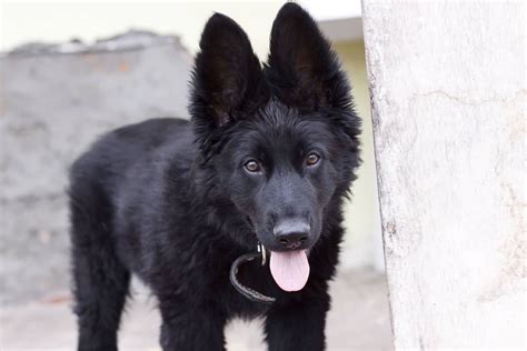 7 Things You Didnt Know About The Black German Shepherd Animalso
