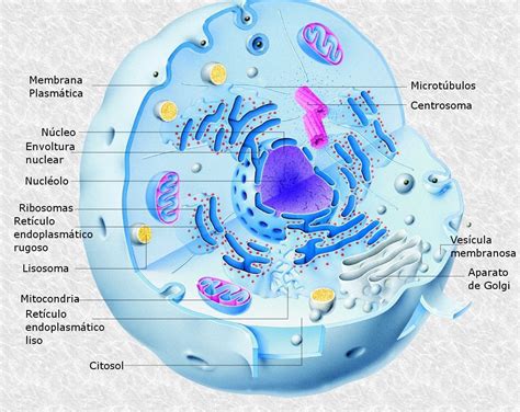 Esquema De La Celula Eucariota Citoplasma Biologia Celular Images