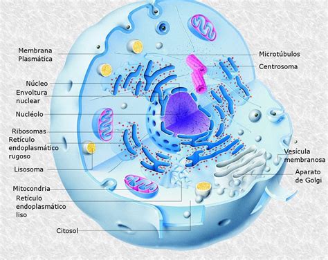 Esquema De Una Celula Eucariota Images And Photos Finder Images And