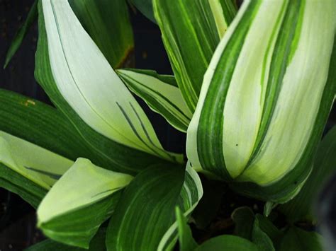 Aspidistra Elatior ‘okame Cotswold Garden Flowers