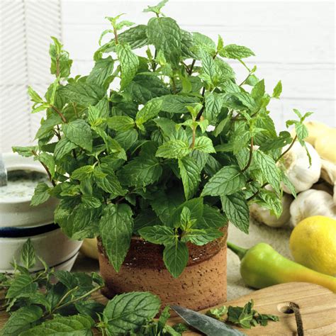 Peppermint Seed Mentha Piperita Herb Seeds