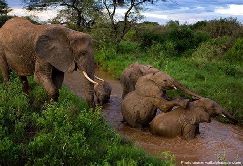 Interesting Facts About African Forest Elephants Just Fun Facts