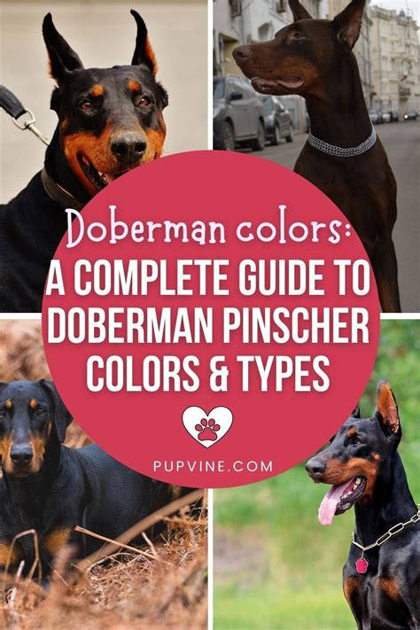 Doberman Colors A Complete Guide To Doberman Pinscher Colors Types
