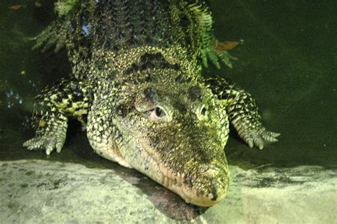 Nyc Bronx Bronx Zoo World Of Reptiles Cuban Crocodi Flickr
