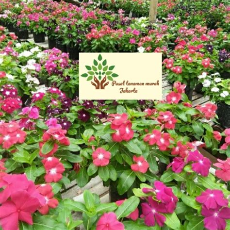 Indahnya kalau depan rumah macam ni kan.duduk kat sini sehari pon takpe. Taman Bunga Vinca - Menanam Taman Bunga Di Bawah Pokok ...