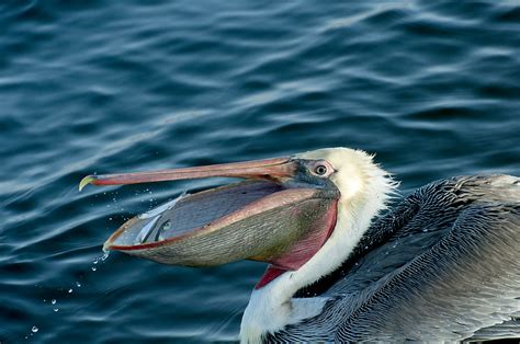 Dsc0082 Brown Pelican With Fish Pelicans Feeding By The B Flickr