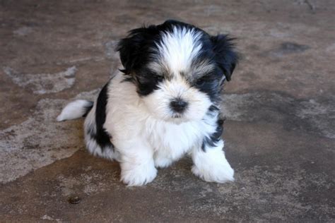 For Sale Maltese X Shih Tzu Puppies Now Available 2 Left