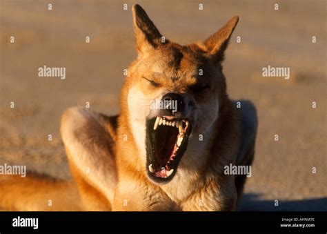 Dingo In Australia Stock Photo Alamy