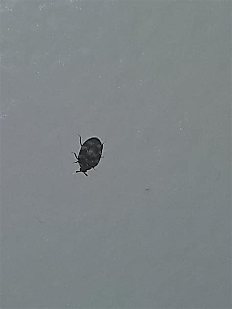 Tiny Bugs Found On Wall Once Every Year Whatsthisbug