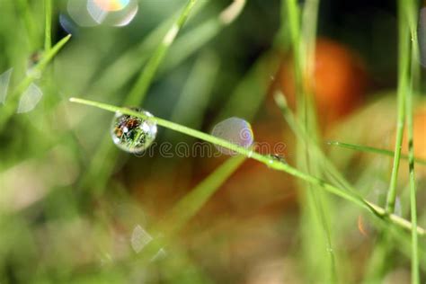 Water Drop On A Blade Of Grass Stock Image Image Of Drop Delicate