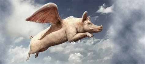When Pigs Fly Slade Ham