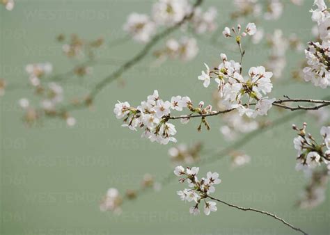 Close Up Delicate Pink Cherry Blossoms On Branch Stock Photo