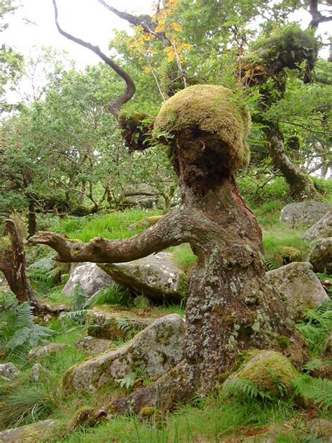 63 Best Trees That Look Like People Images On Pinterest Tree Faces
