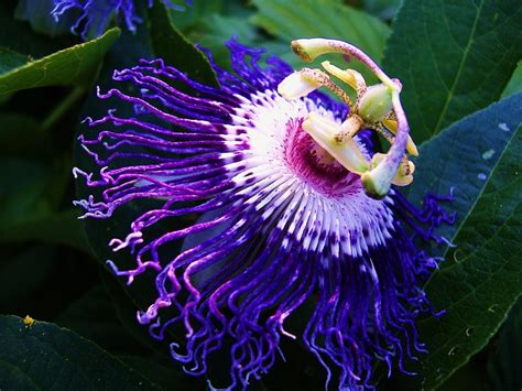 Passion Flower Photograph By Jolie Bell Fine Art America