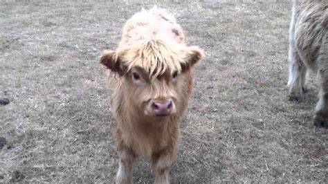 Miniature Scottish Highland Cows Youtube
