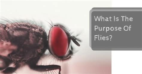 What Is The Purpose Of Flies Pest Survival Guide