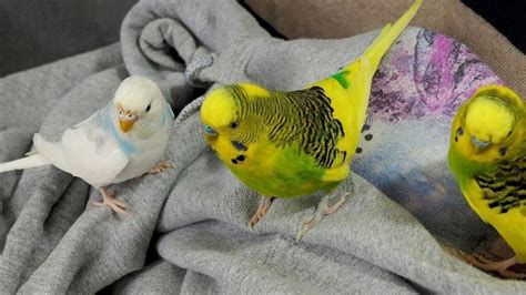 Budgies Playing Singing And Talking Budgie Sounds YouTube