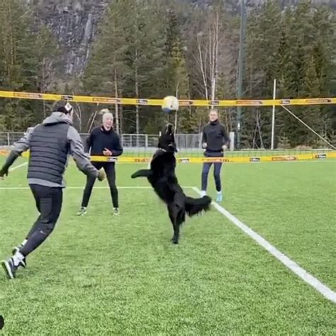 A Dog Playing Volleyball Funny Animal Memes Volleyball Skills Dogs