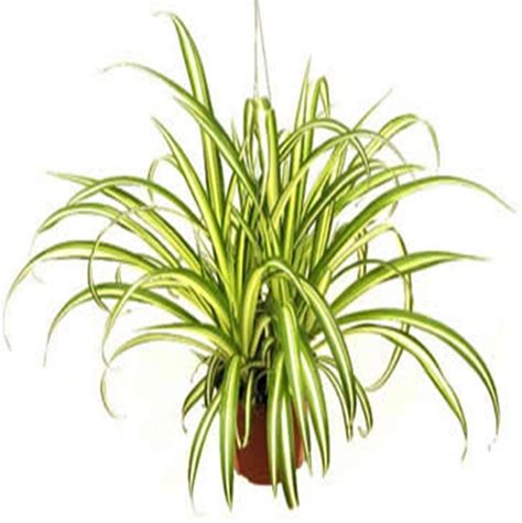 How to Care for a Spider Plant