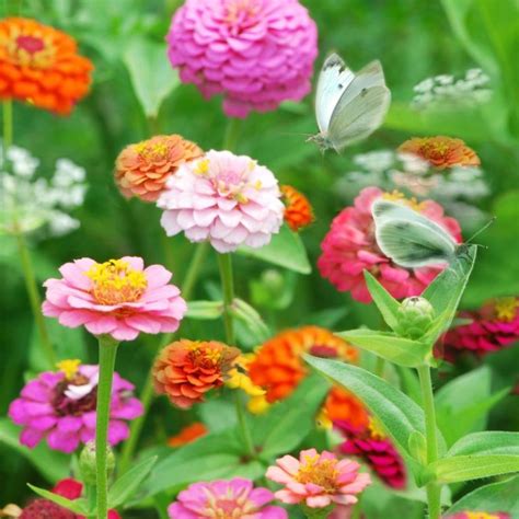 'bridget bloom' has delicate spikes of pink blooms and grows to 18 inches tall. 10 Outstanding Tall-Growing Annuals, 2020 (Görüntüler ile ...