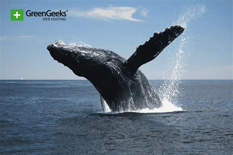 Humpback Whale Populations Have Almost Fully Recovered