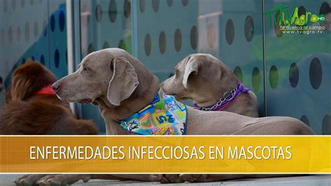 Enfermedades Infecciosas En Mascotas Tvagro Por Juan Gonzalo Angel